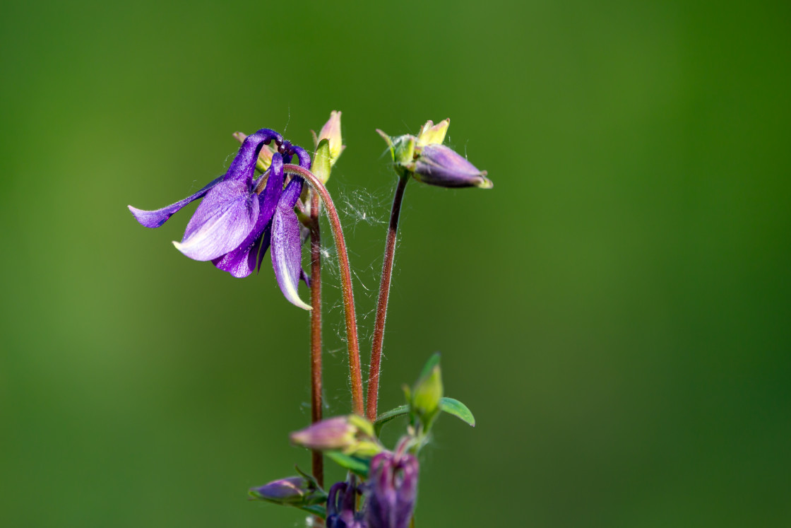 "Granny's Bonnet" stock image