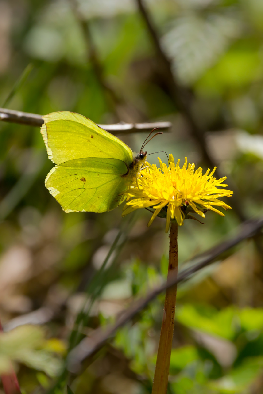 "Brimstone Butterfly" stock image