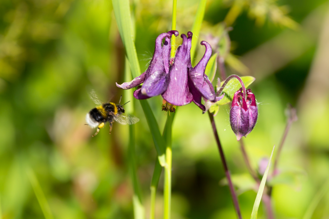 "Granny's Bonnet and Bumblebee" stock image