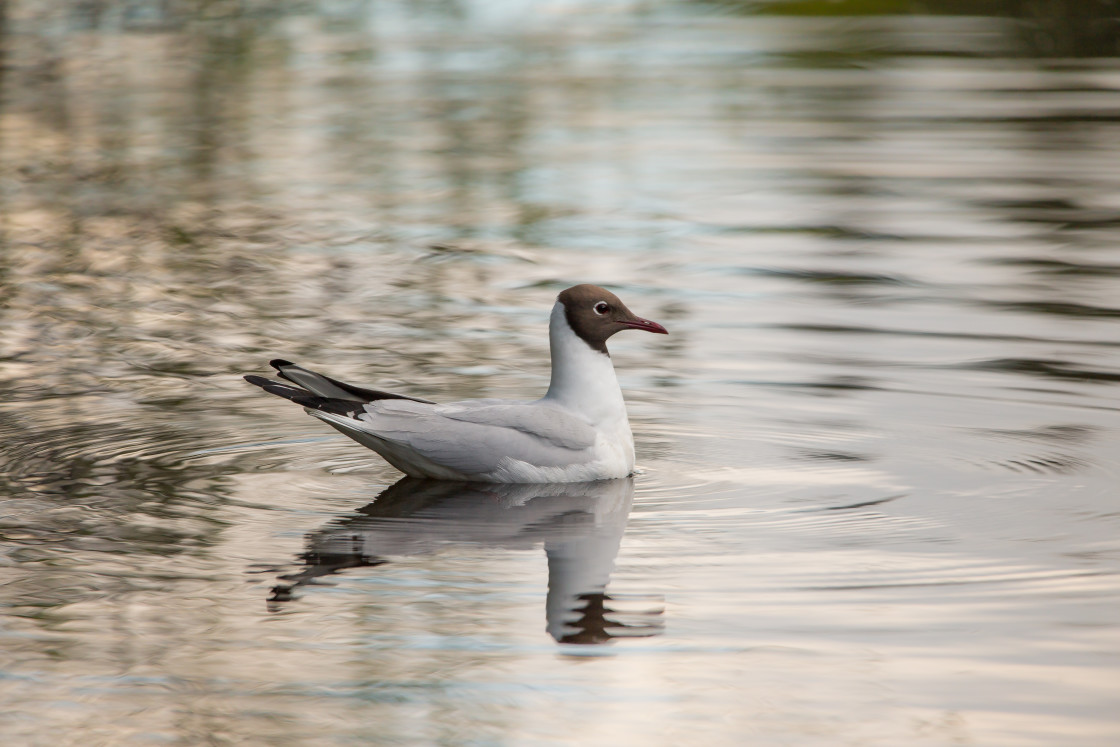 "Black-headed Gull" stock image