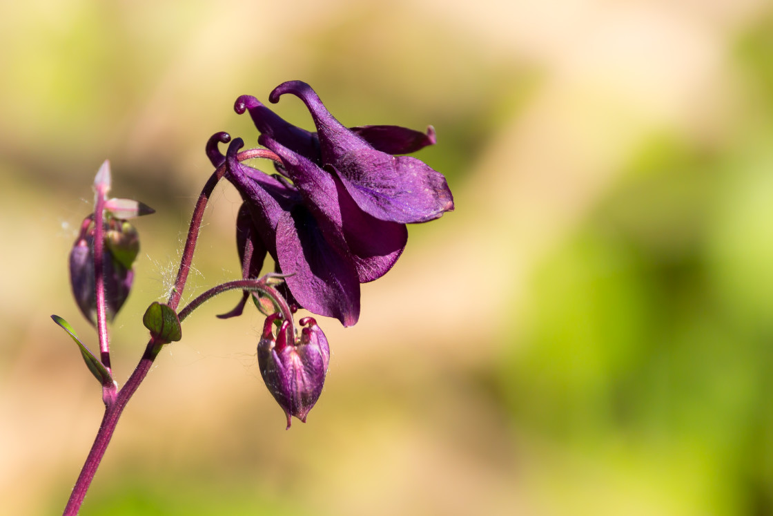 "Granny's Bonnet" stock image