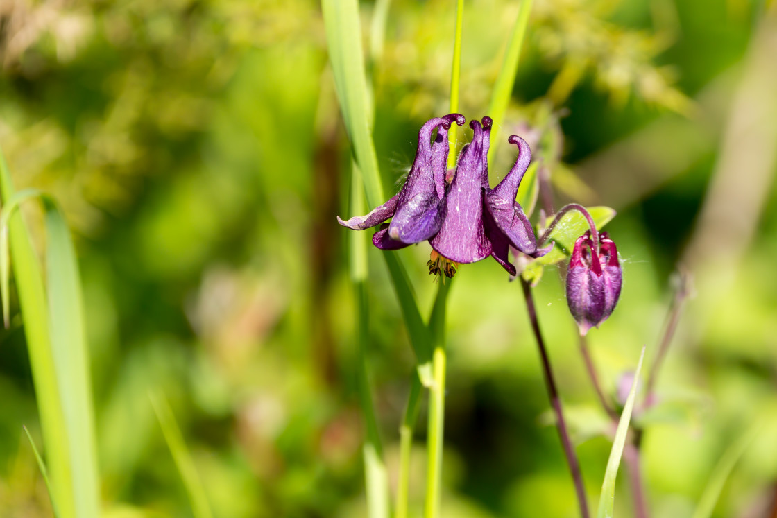 "Columbine Flower" stock image