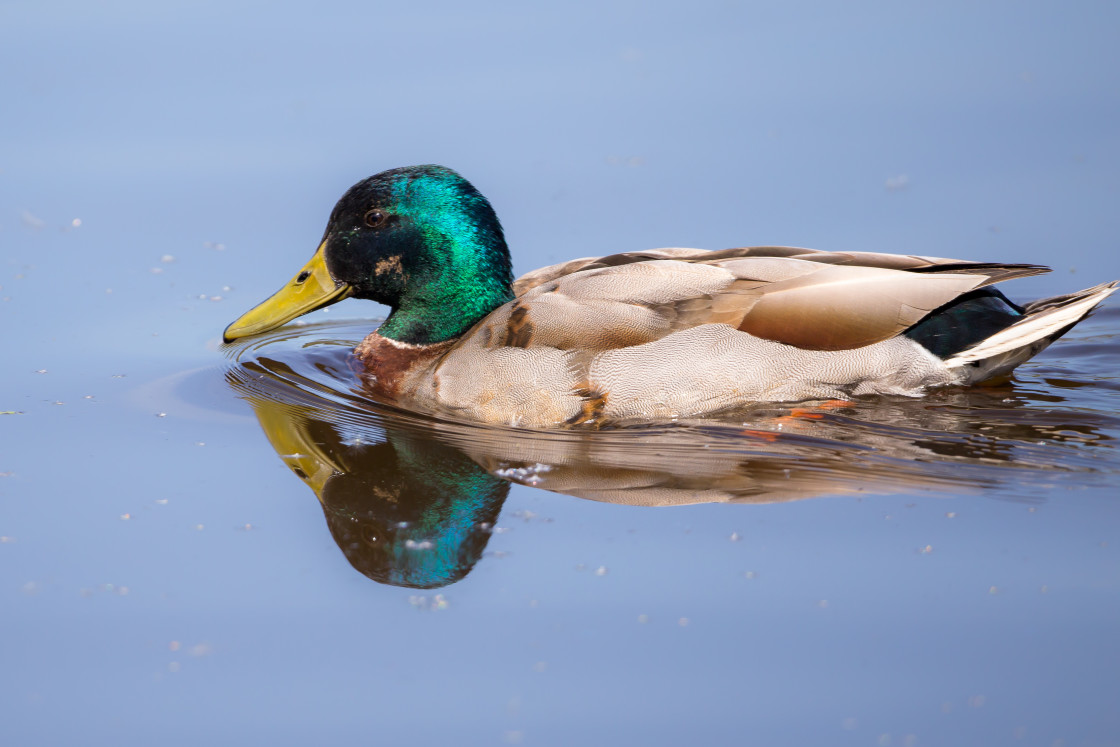 "Mallard Drake Duck" stock image