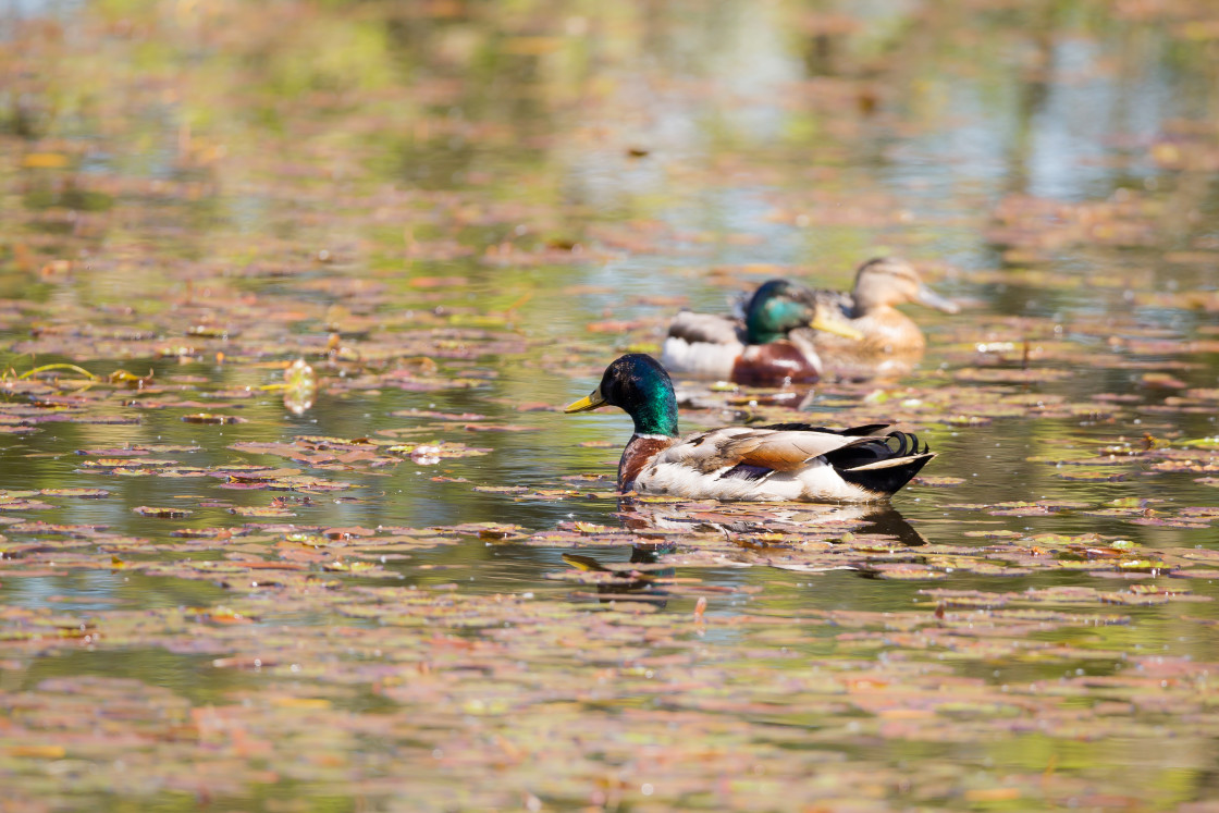 "Mallard Ducks" stock image