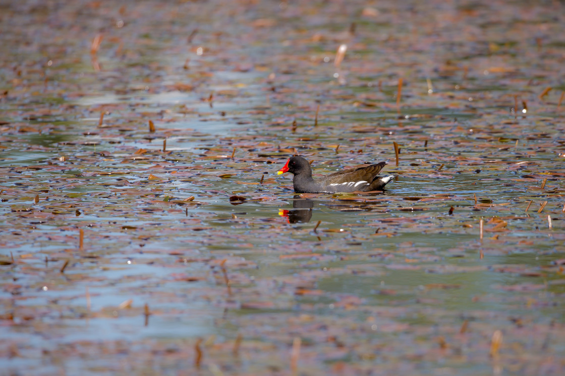 "Moorhen" stock image