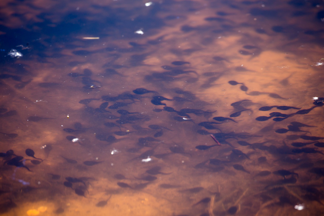 "Tadpoles" stock image