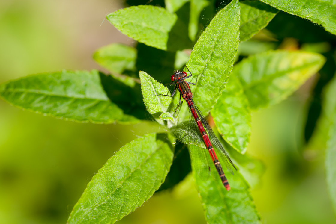 "Large Red Damselfly" by Gordon England - $12.19 "Large Red Damselfly" stock image