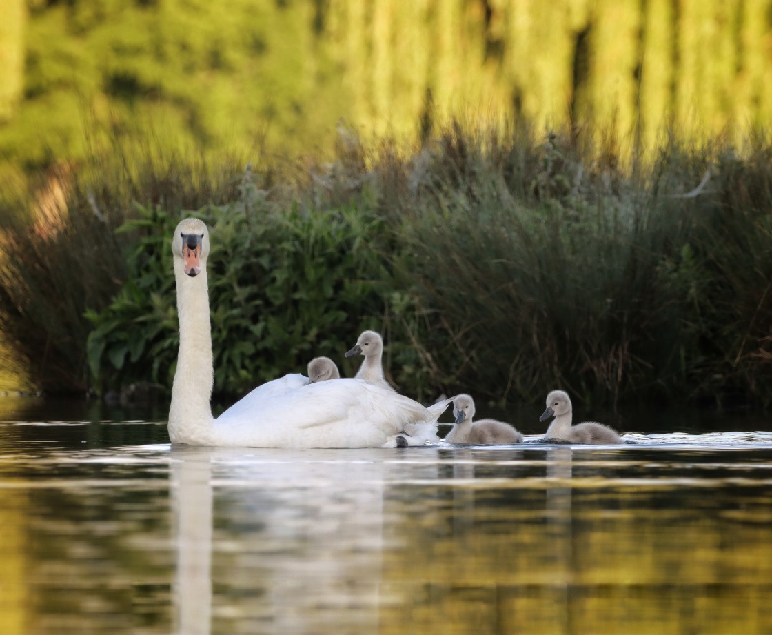 "Swan Family in the Yellow" stock image