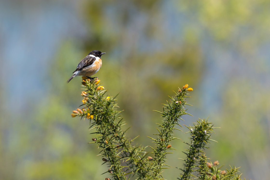 "Male Stonechat" by Gordon England - $12.19 "Male Stonechat" stock image