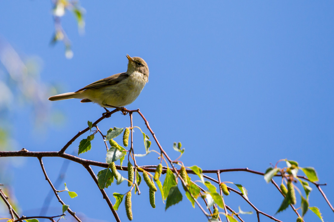 "Warbler Bird" stock image