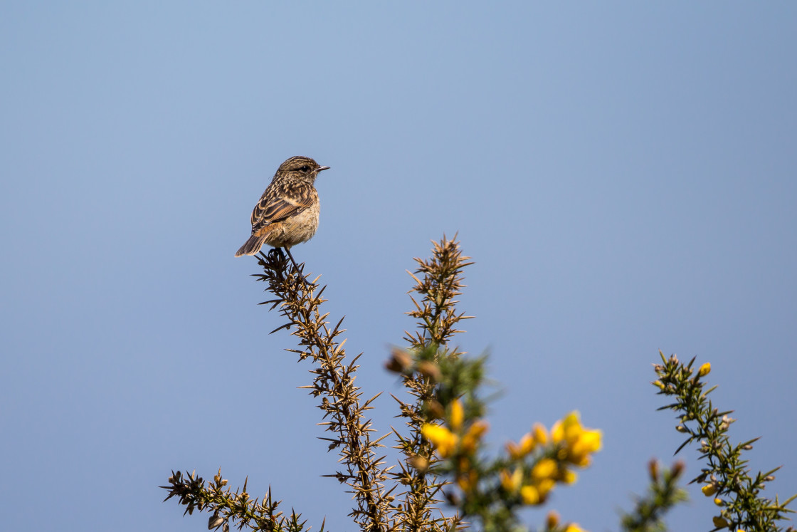 "Female Stonechat" stock image