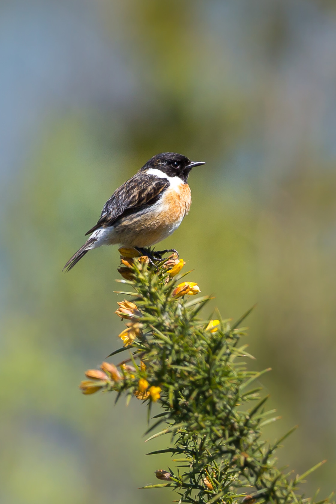 "Male Stonechat" stock image