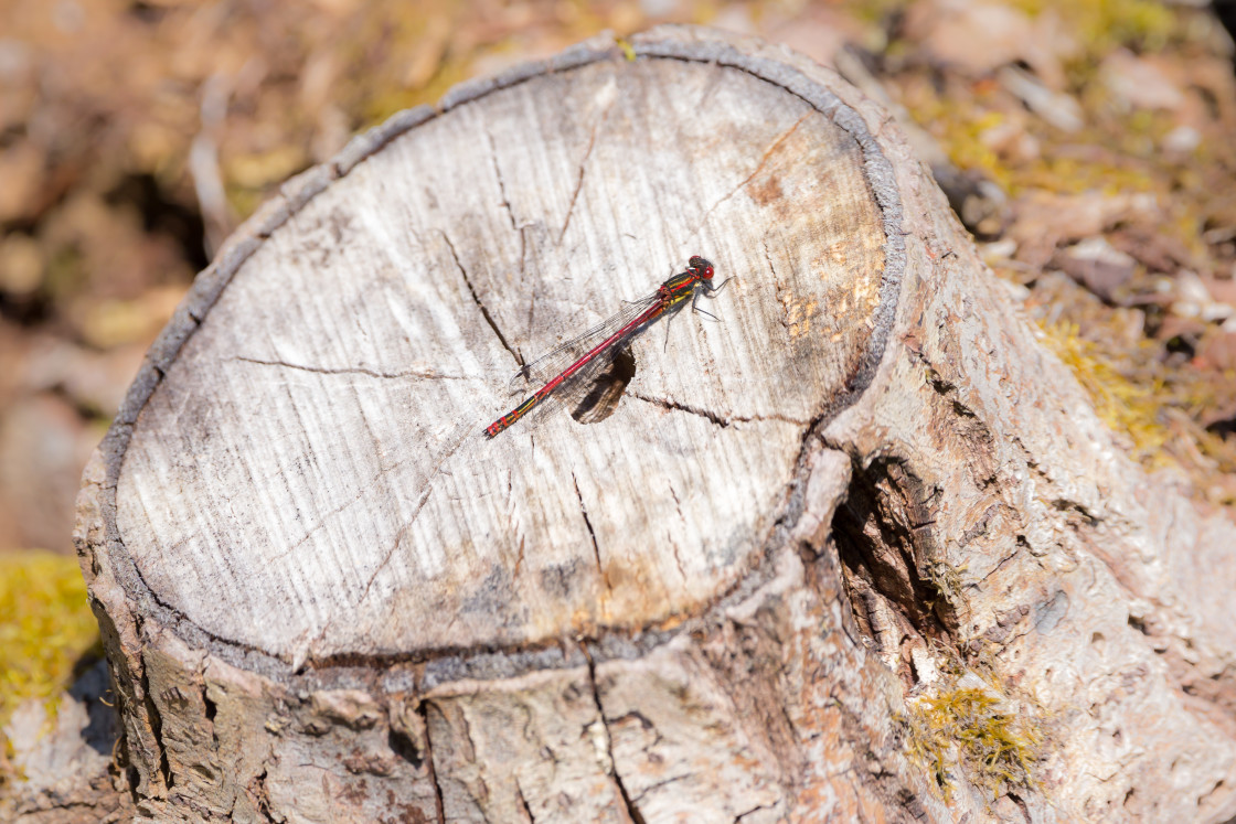 "Large Red Damselfly" by Gordon England - £10.00 "Large Red Damselfly" stock image
