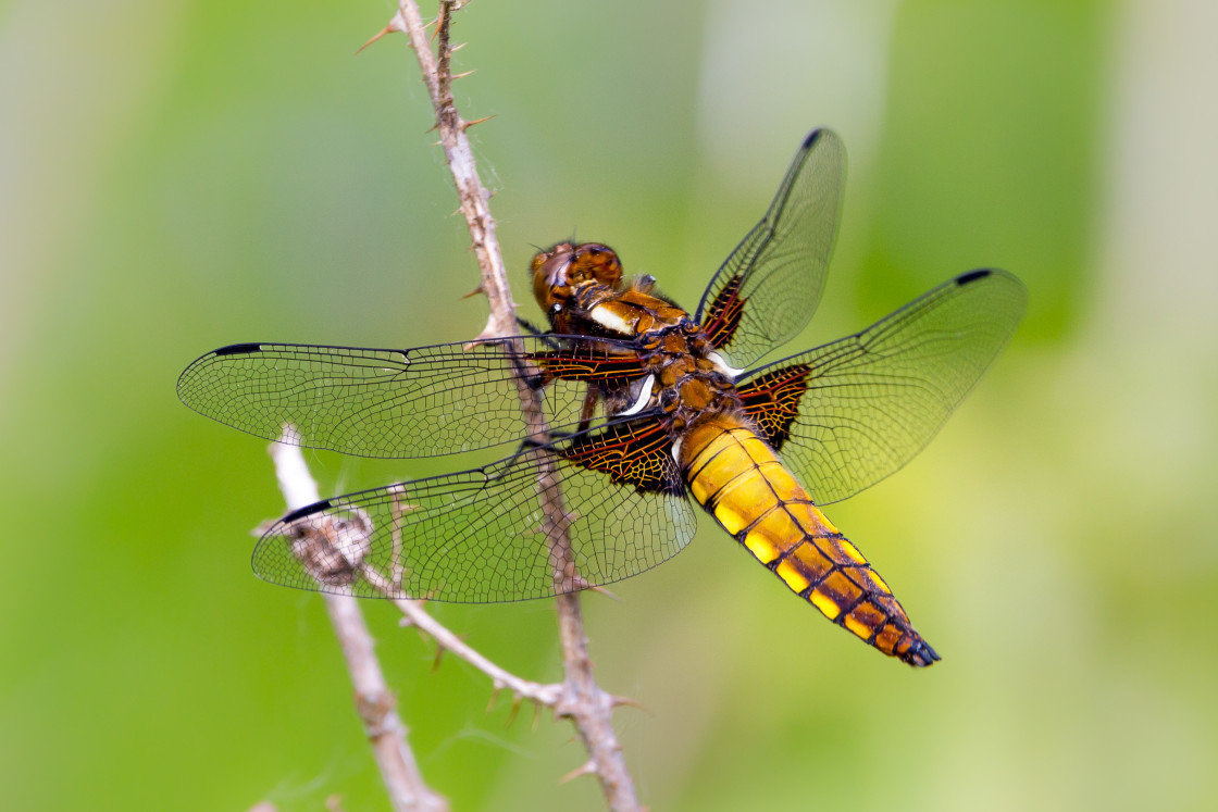 "Broad-bodied Chaser Dragonfly" stock image