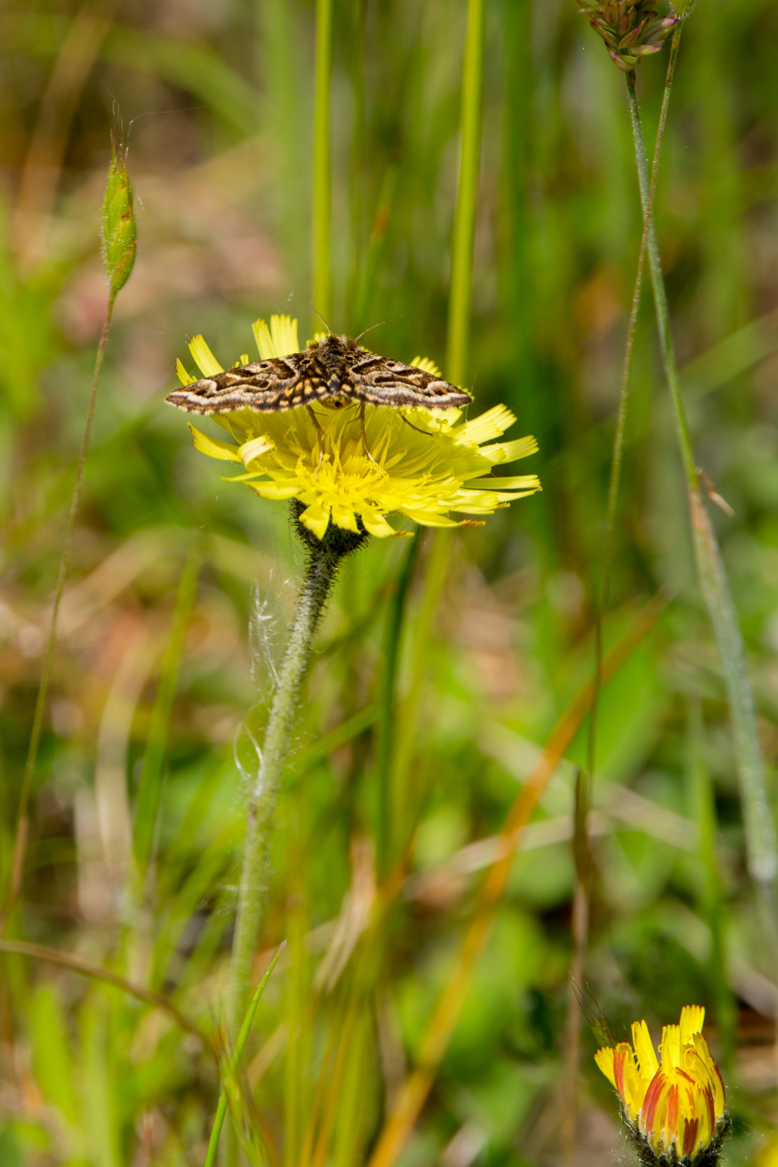 "Mother Shipton Moth" stock image