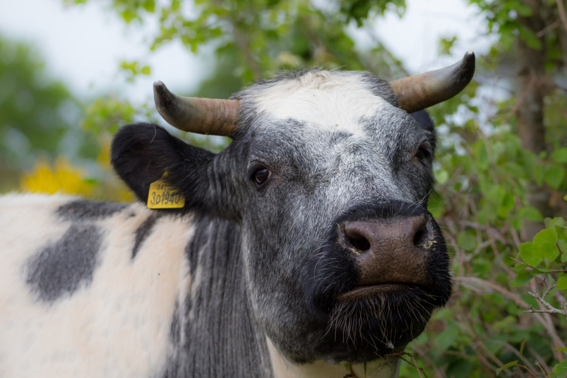 "Cow Portrait" stock image