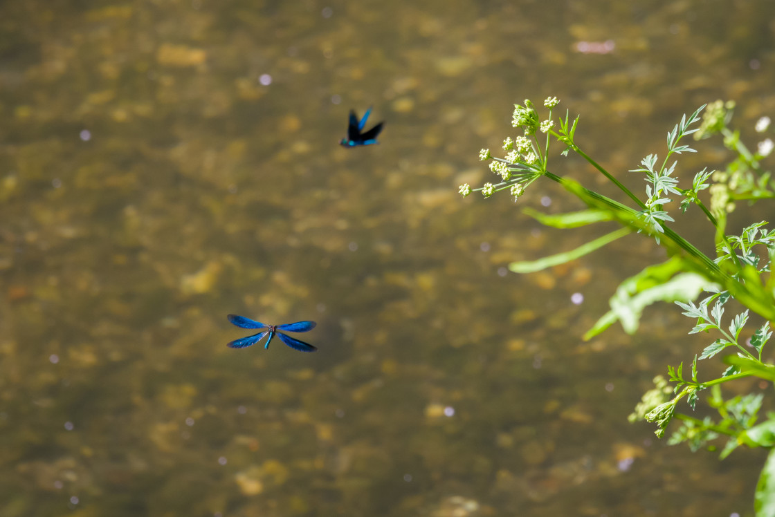 "Beautiful Demoiselle Damselflies" stock image