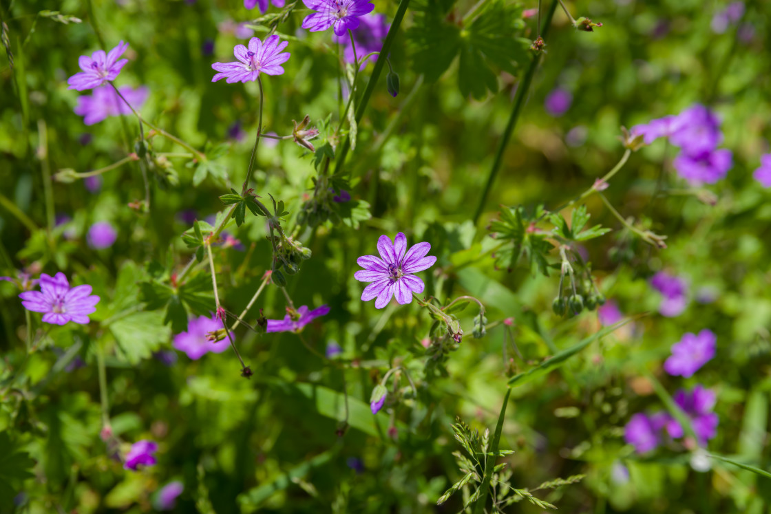 "Doves-foot Cranesbill" stock image