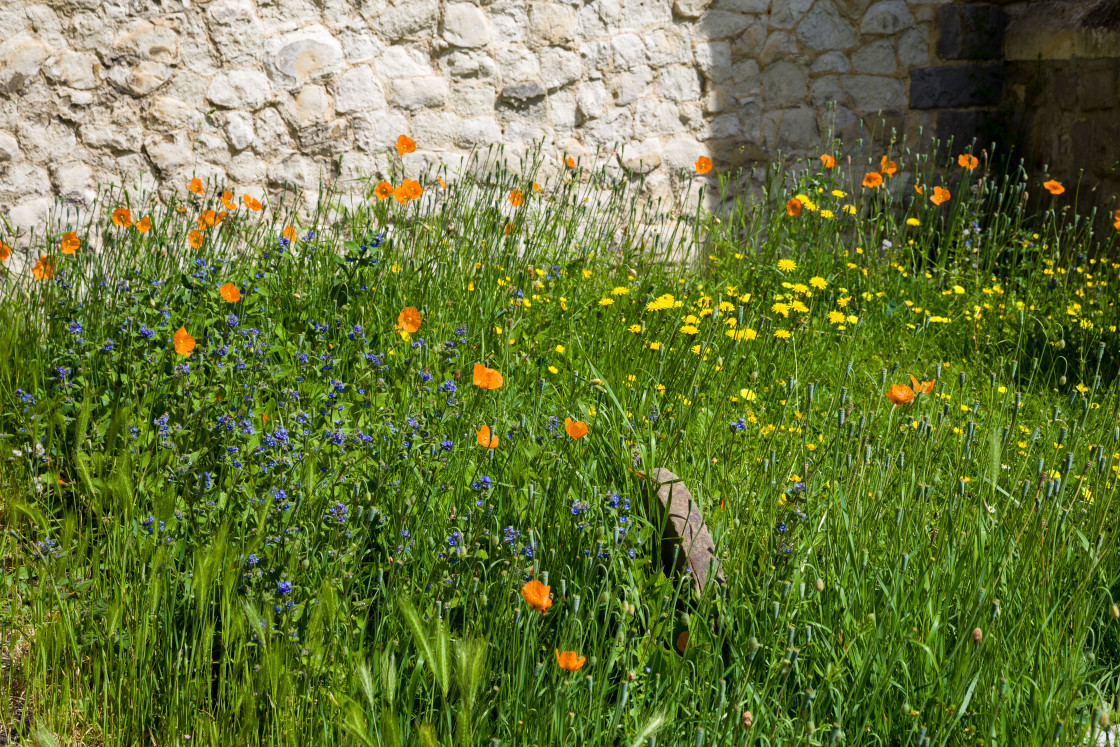 "Graveyard Flora" stock image