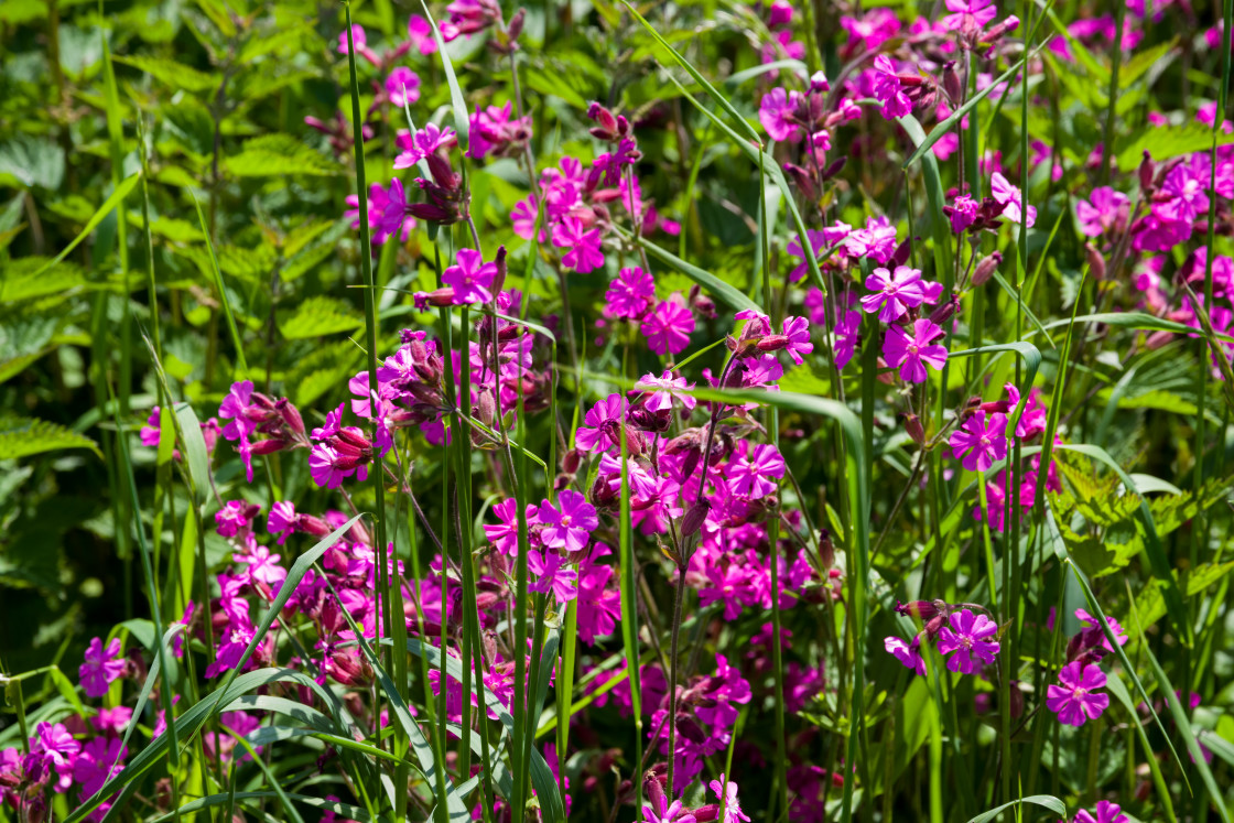 "Red Campion Flowers" stock image