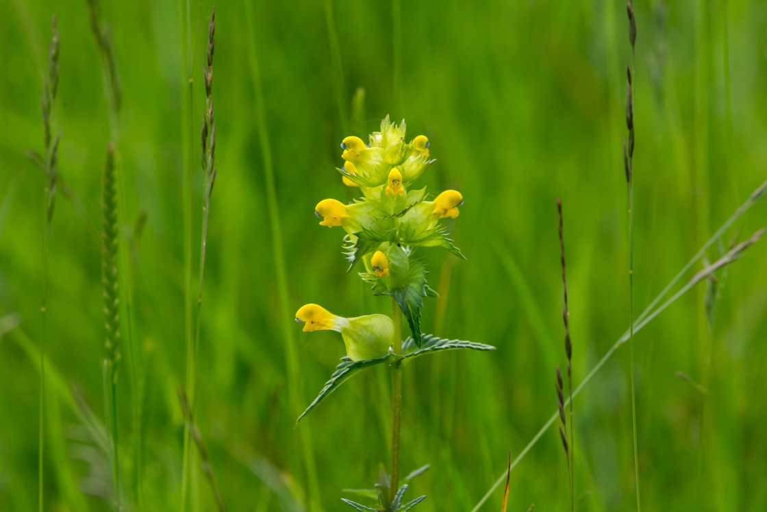 "Yellow Rattle" by Gordon England - $12.62 "Yellow Rattle" stock image