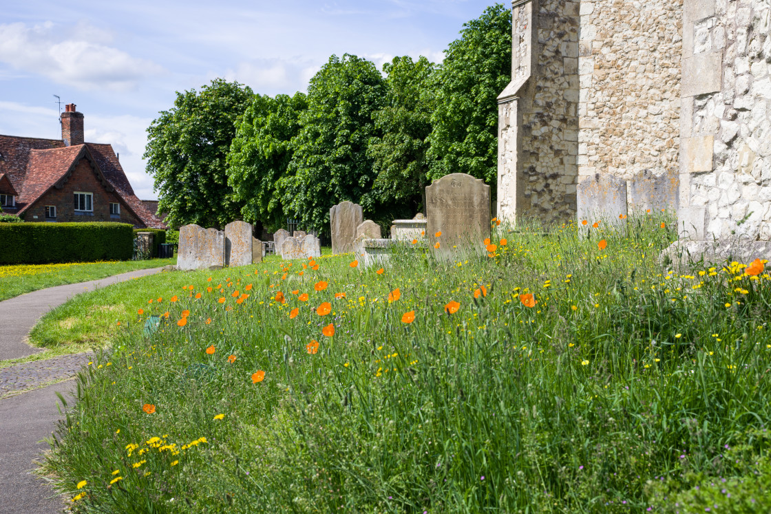 "Churchyard Poppies" stock image