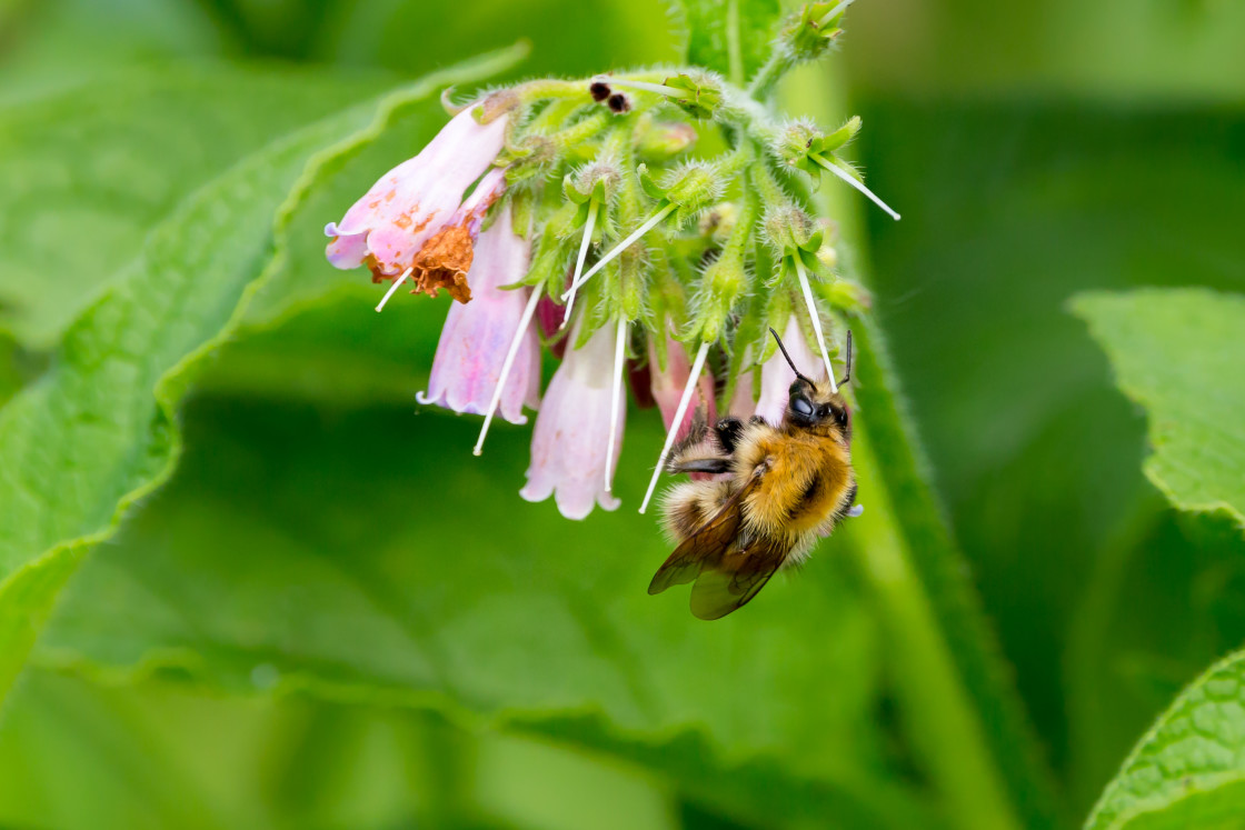 "Carder Bee on Comfrey" stock image