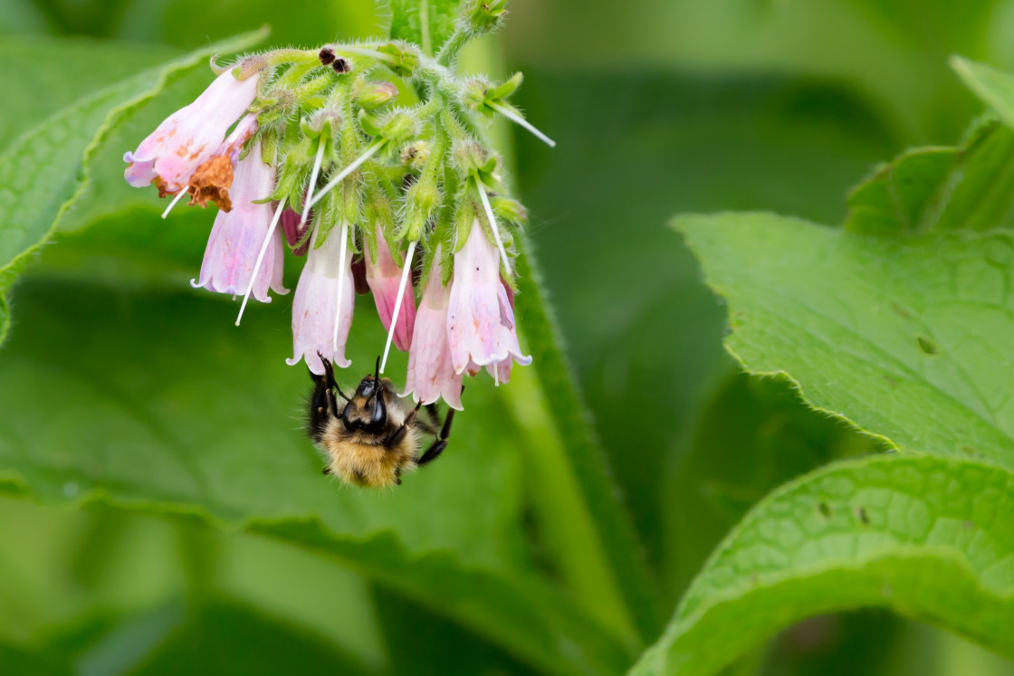 "Carder Bee on Comfrey" stock image