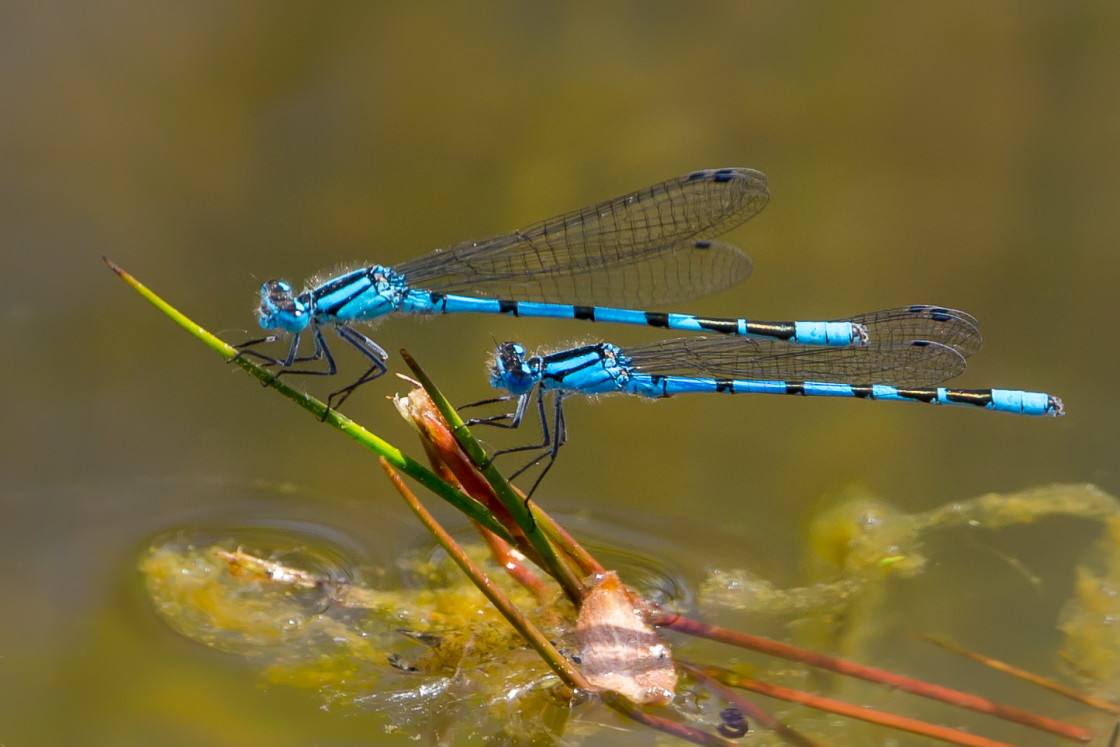 "Common Blue Damselflies" stock image