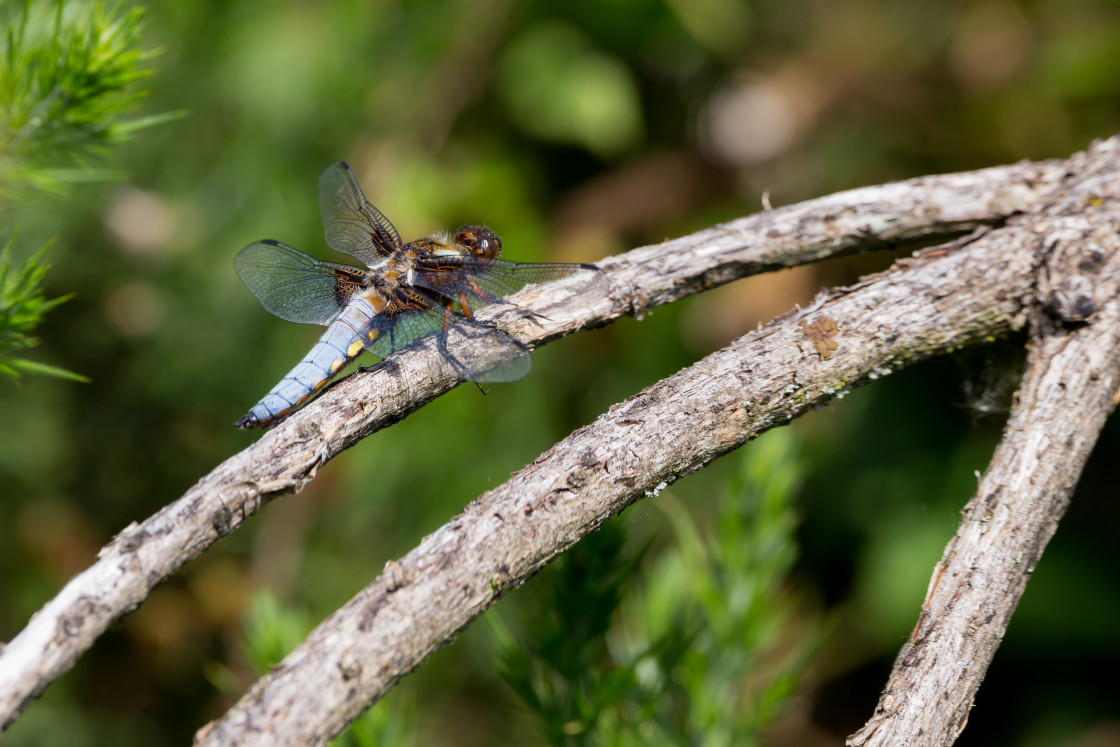 "Male Broad-bodied Chaser Dragonfly" stock image