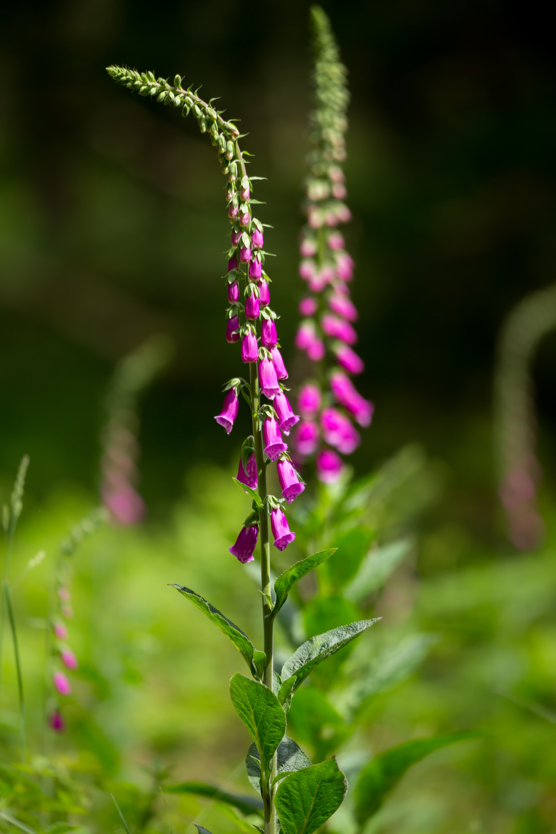 "Foxglove" stock image