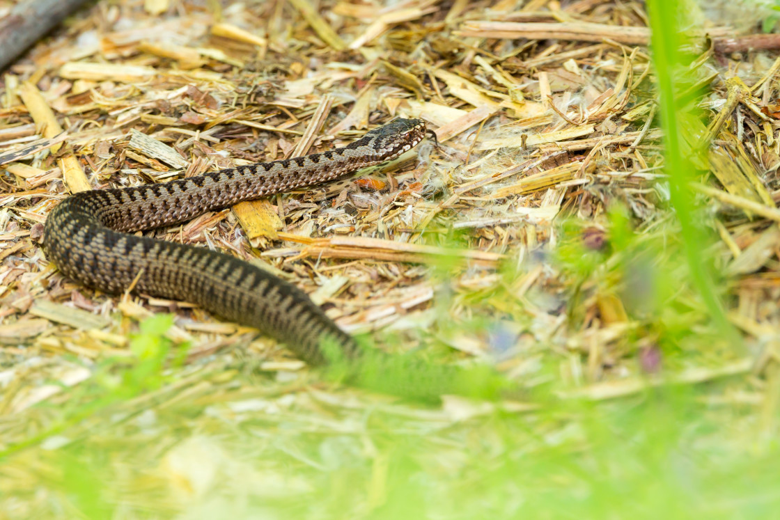 "Juvenile Male Adder" stock image