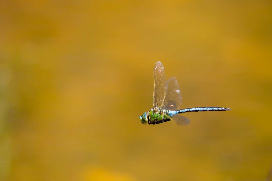 "Male Emperor Dragonfly" stock image