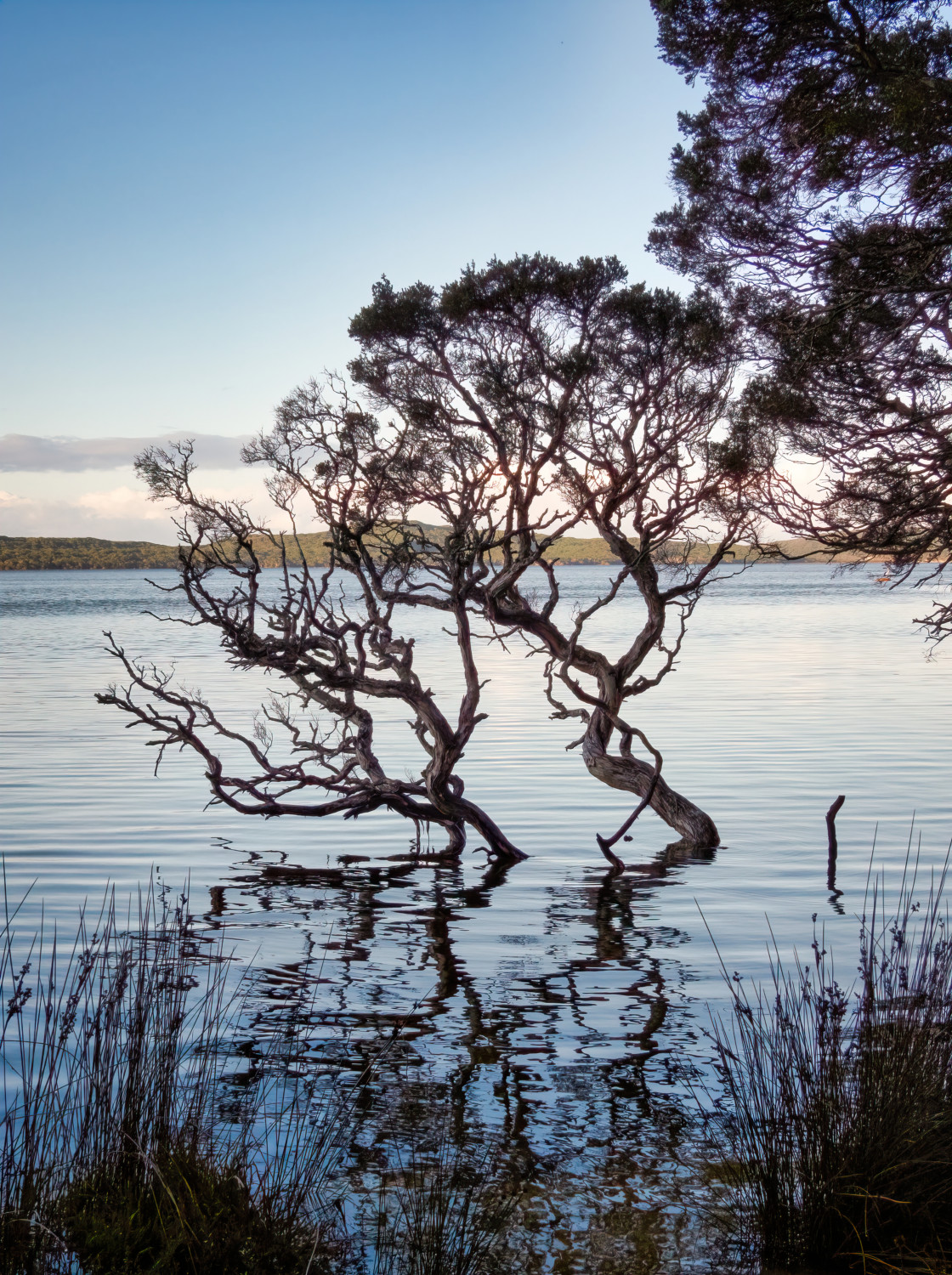 "Tree at the Cove II" stock image