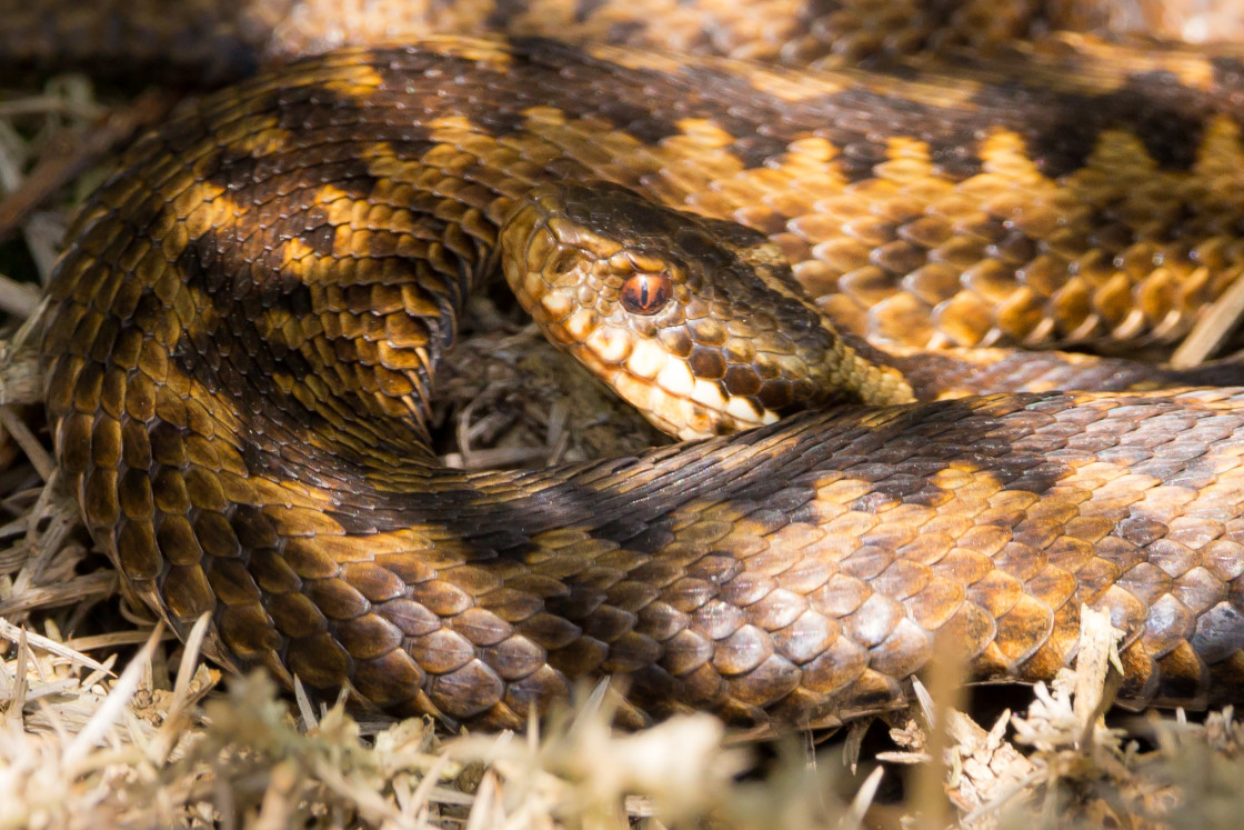 "Female Adder" stock image