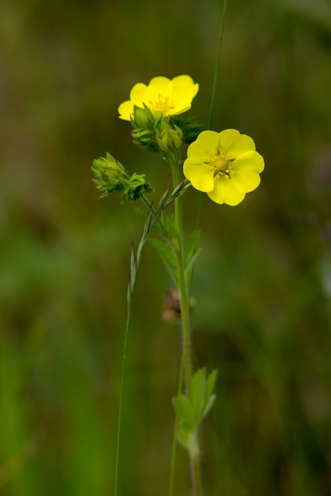 "Creeping Cinquefoil" stock image