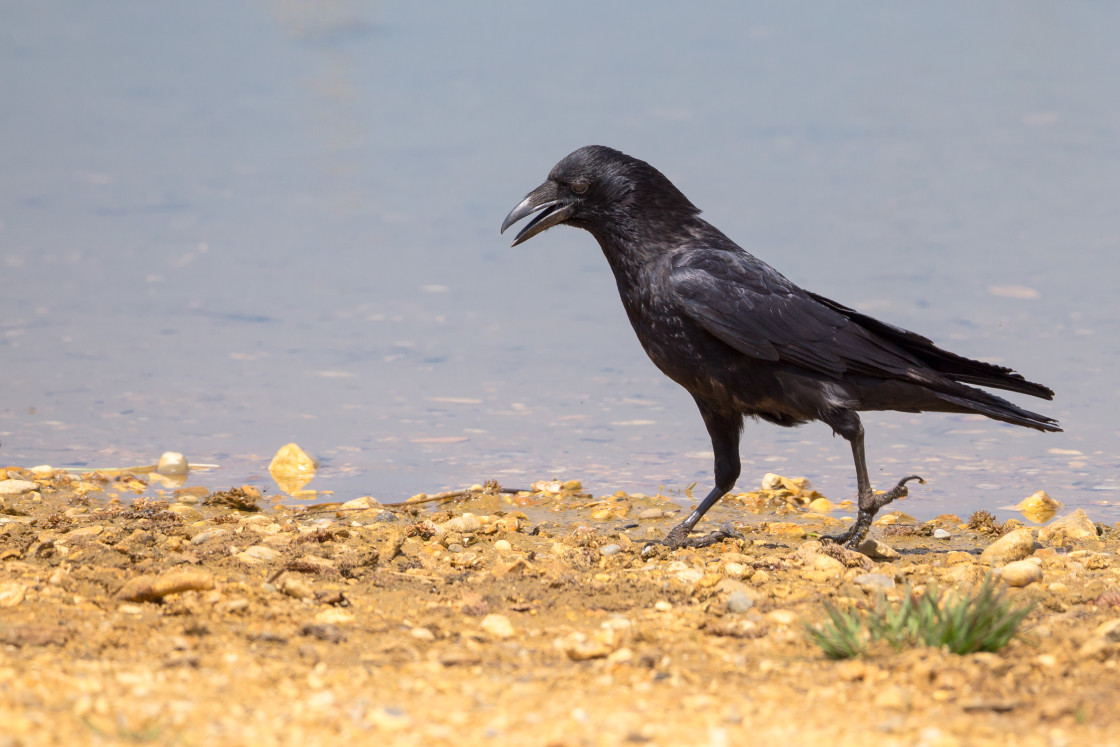 "Carrion Crow" stock image