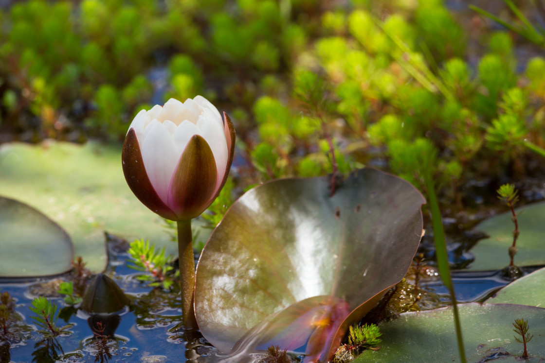 "Water Lily" stock image