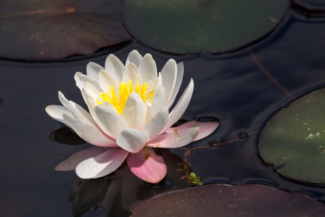 "Water Lily" stock image