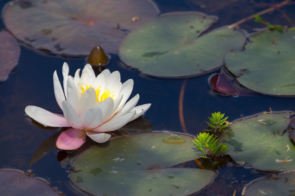 "Water Lily" stock image