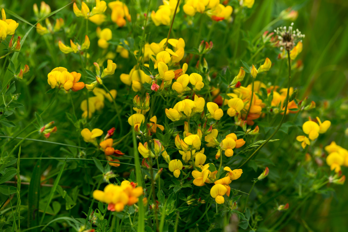 "Birdsfoot Trefoil" stock image