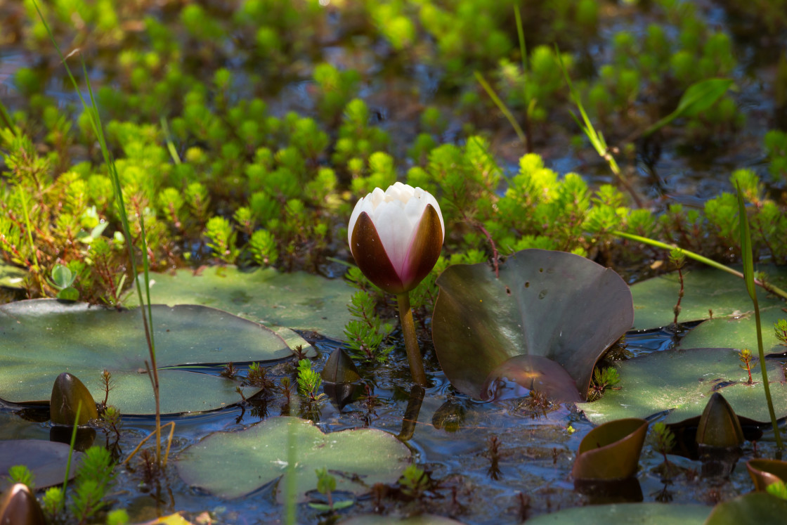 "Water Lily" by Gordon England - $12.70 "Water Lily" stock image