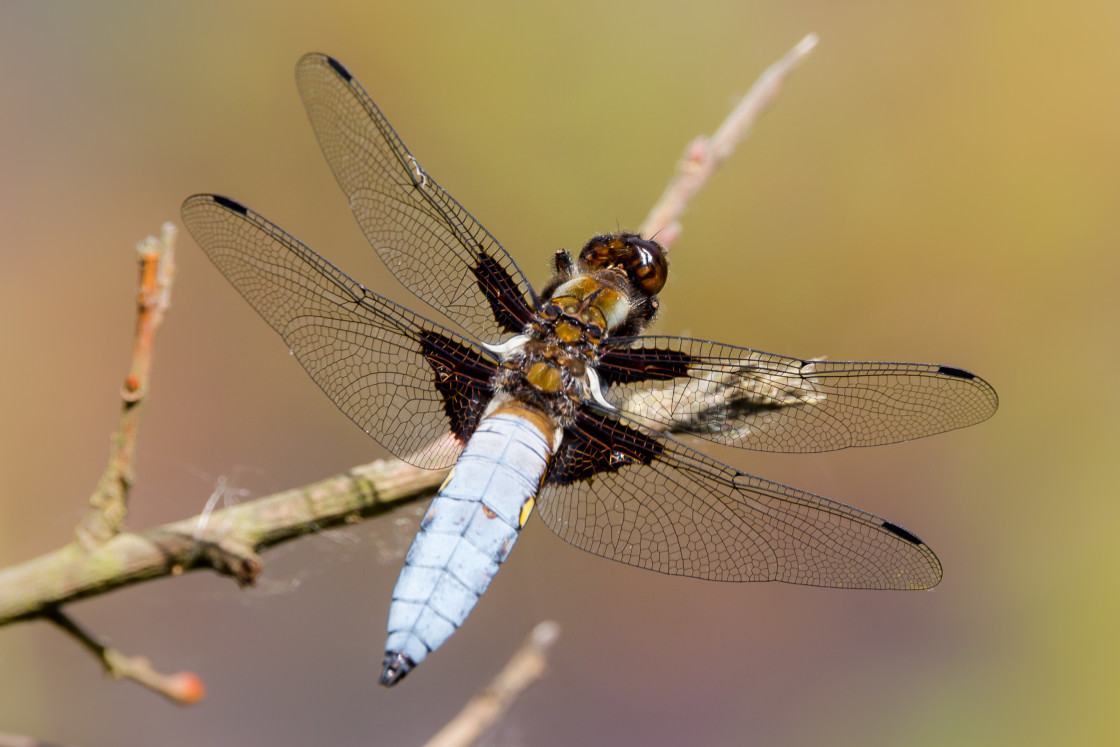 "Male Broad-bodied Chaser Dragonfly" stock image