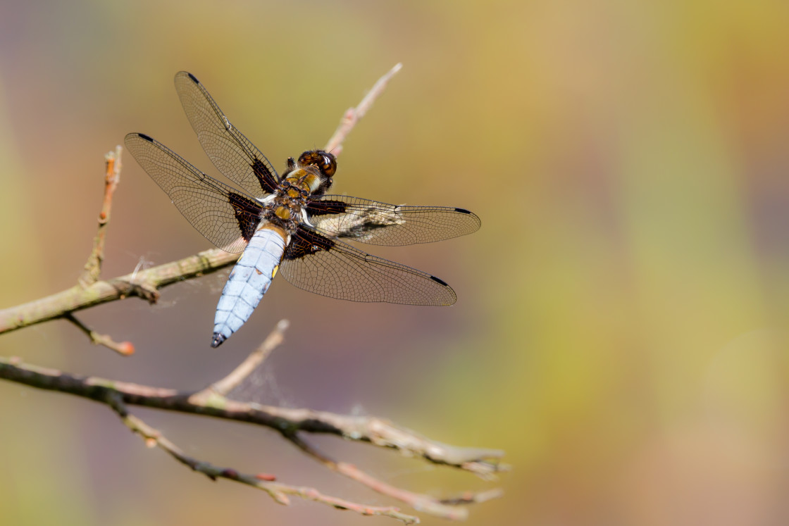 "Male Broad-bodied Chaser Dragonfly" stock image