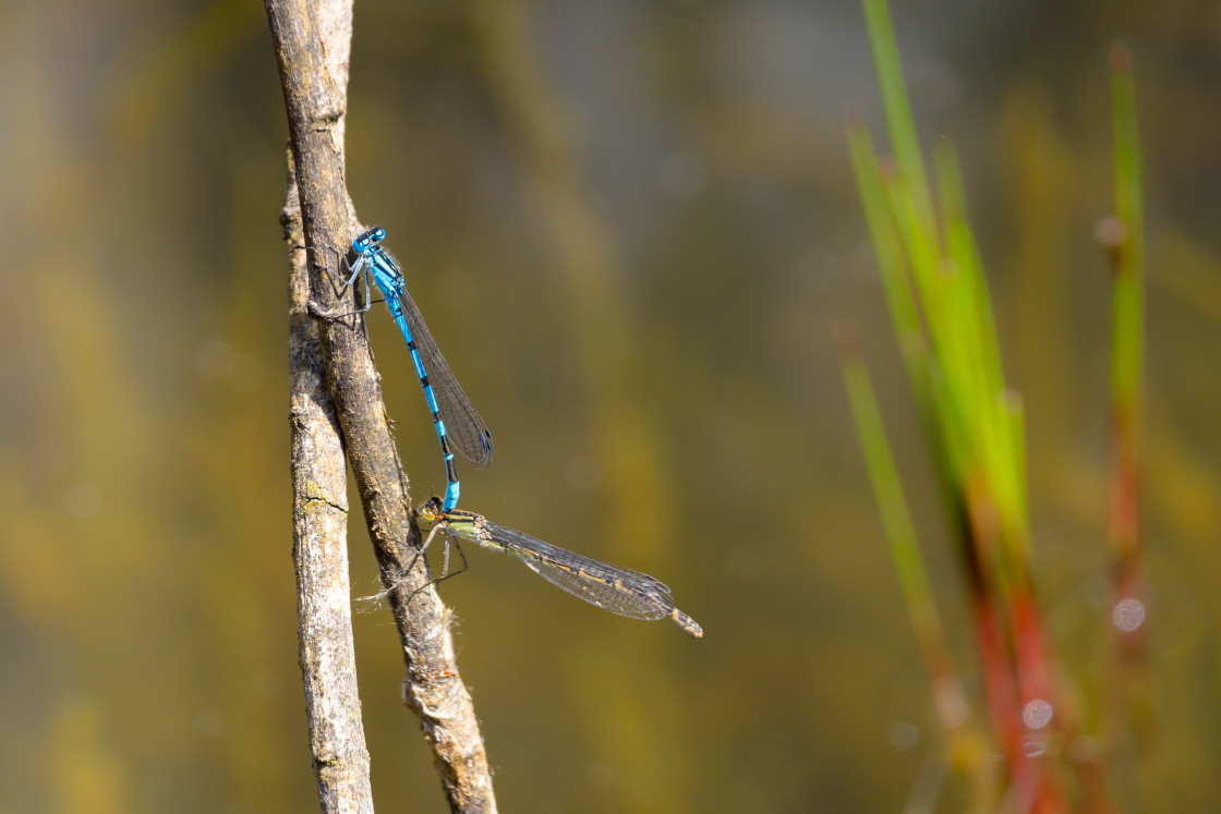 "Common Blue Damselfly Pair" stock image