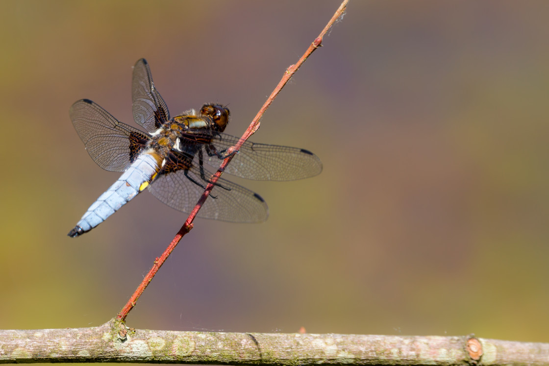 "Male Broad-bodied Chaser Dragonfly" stock image