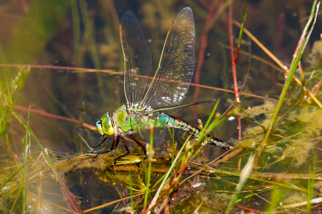 "Emperor Dragonfly Laying Eggs" stock image