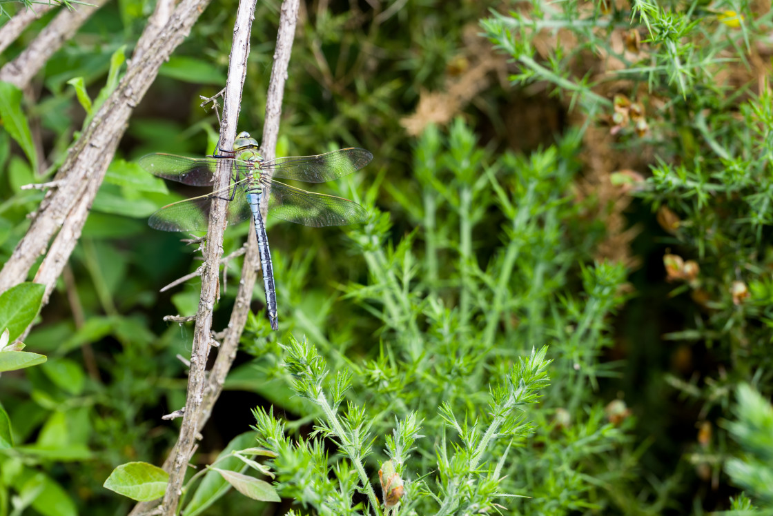 "Emperor Dragonfly" stock image