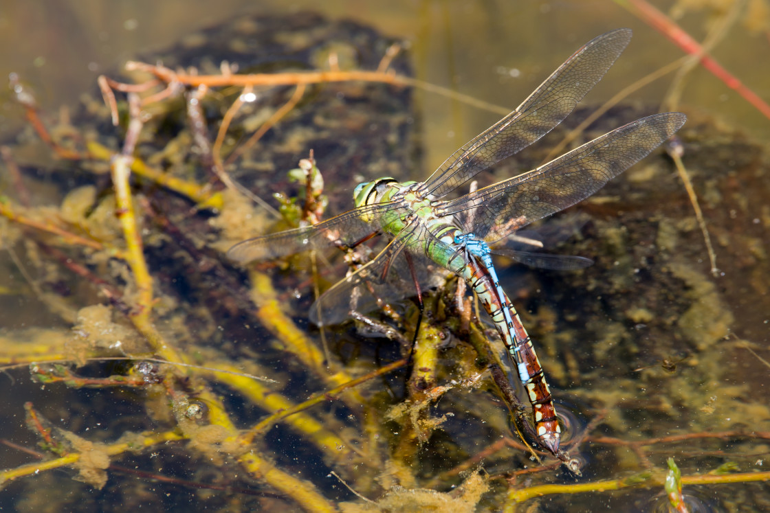 "Egg Laying Emperor Dragonfly" stock image