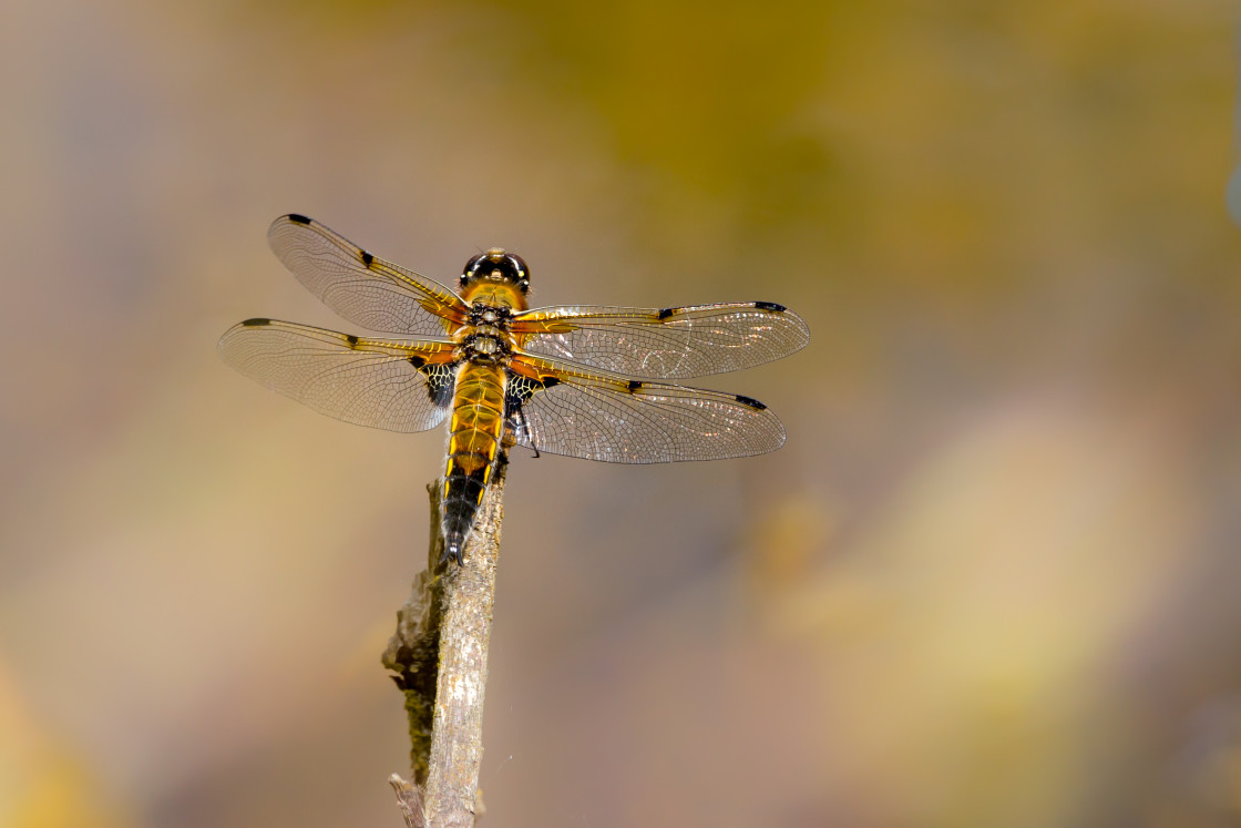 "Four-spotted Chaser" stock image